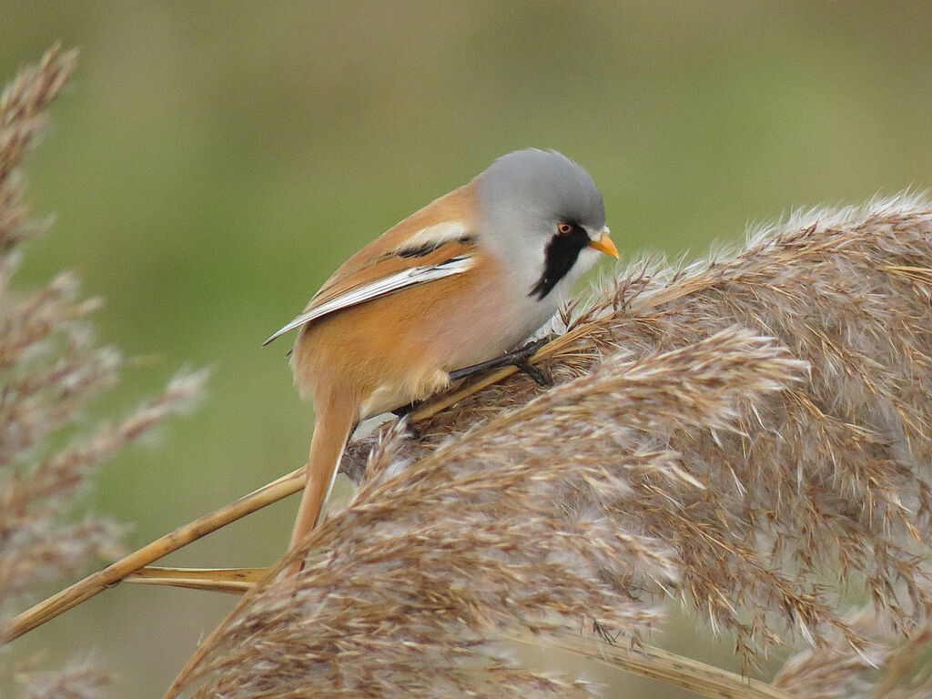 Bearded Reedling male