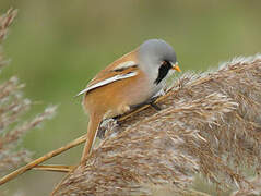 Bearded Reedling