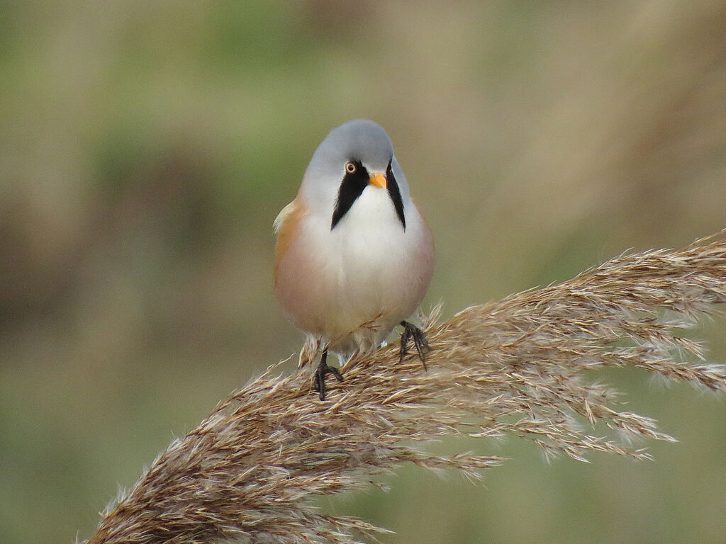 Bearded Reedling male