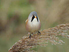 Bearded Reedling