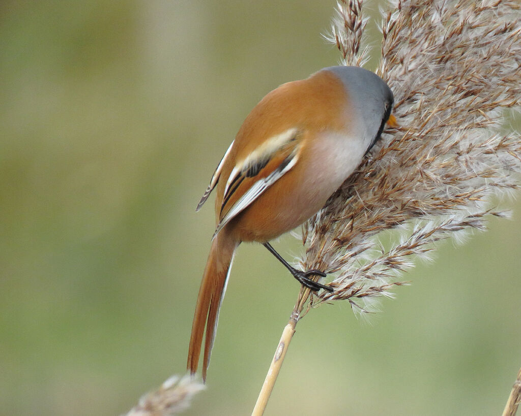 Bearded Reedling male