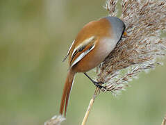 Bearded Reedling