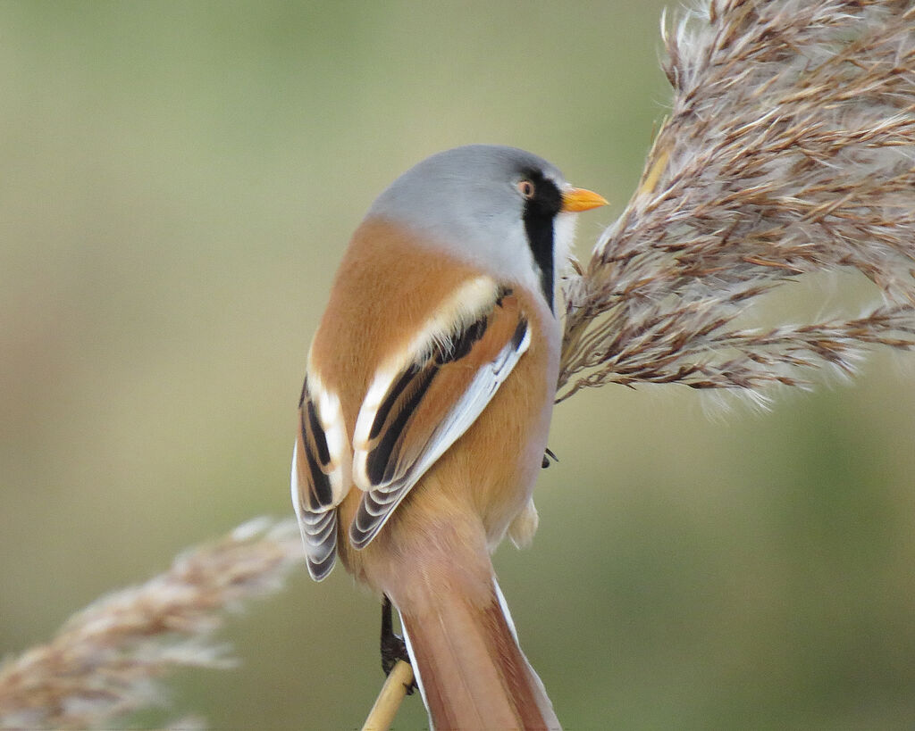 Bearded Reedling male