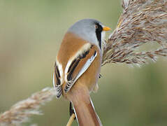 Bearded Reedling