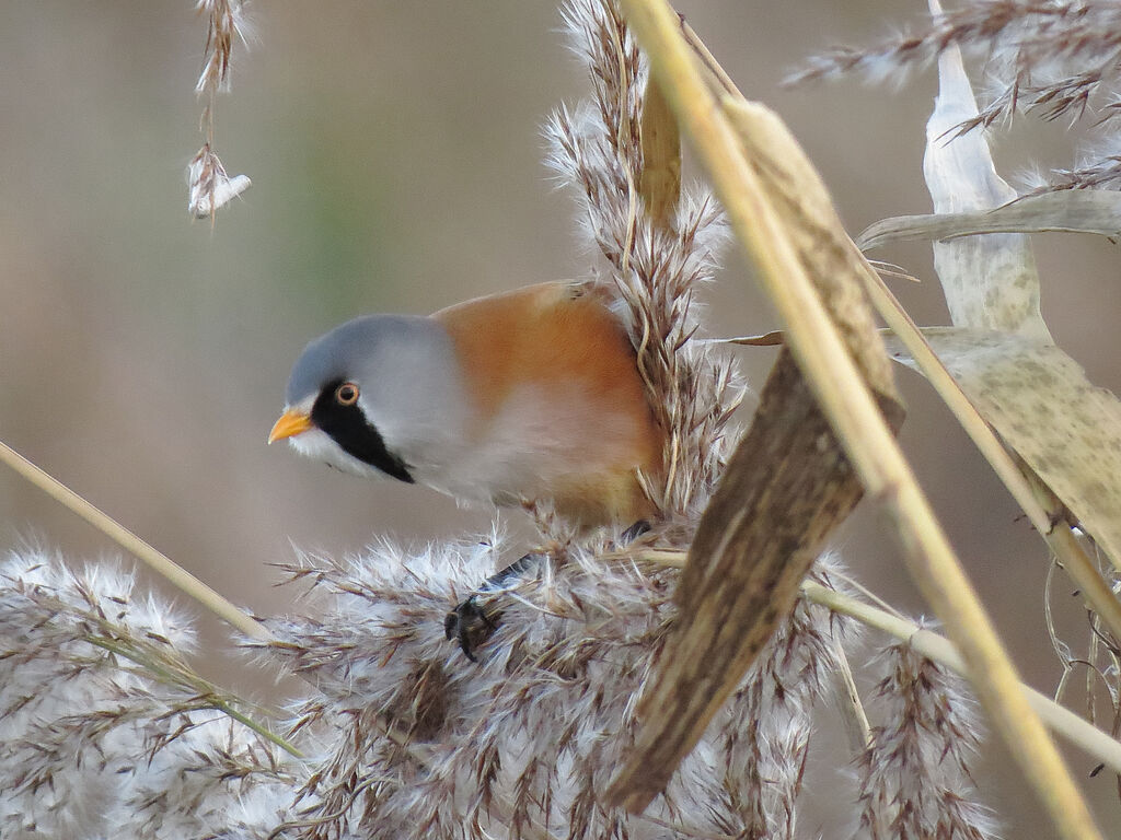 Bearded Reedling male