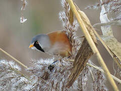 Bearded Reedling