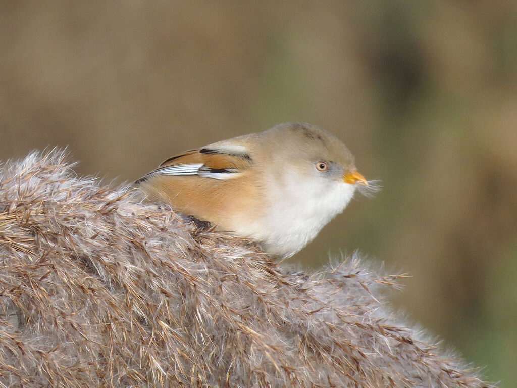 Bearded Reedling female