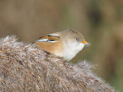 Bearded Reedling