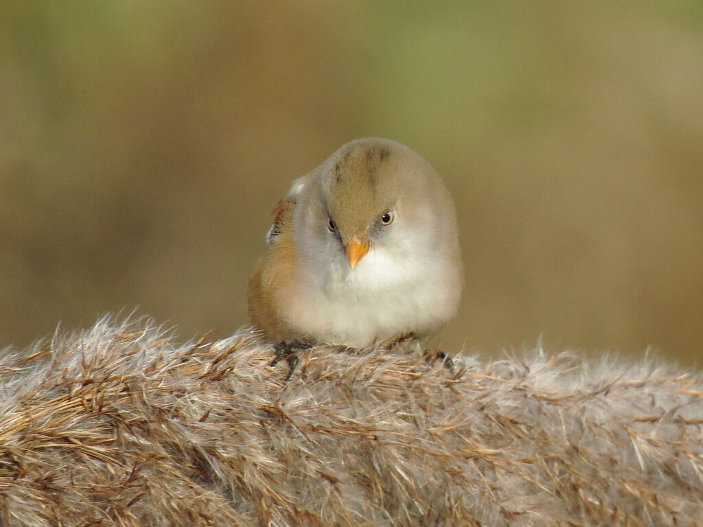 Bearded Reedling female