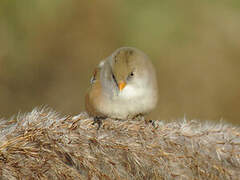 Bearded Reedling