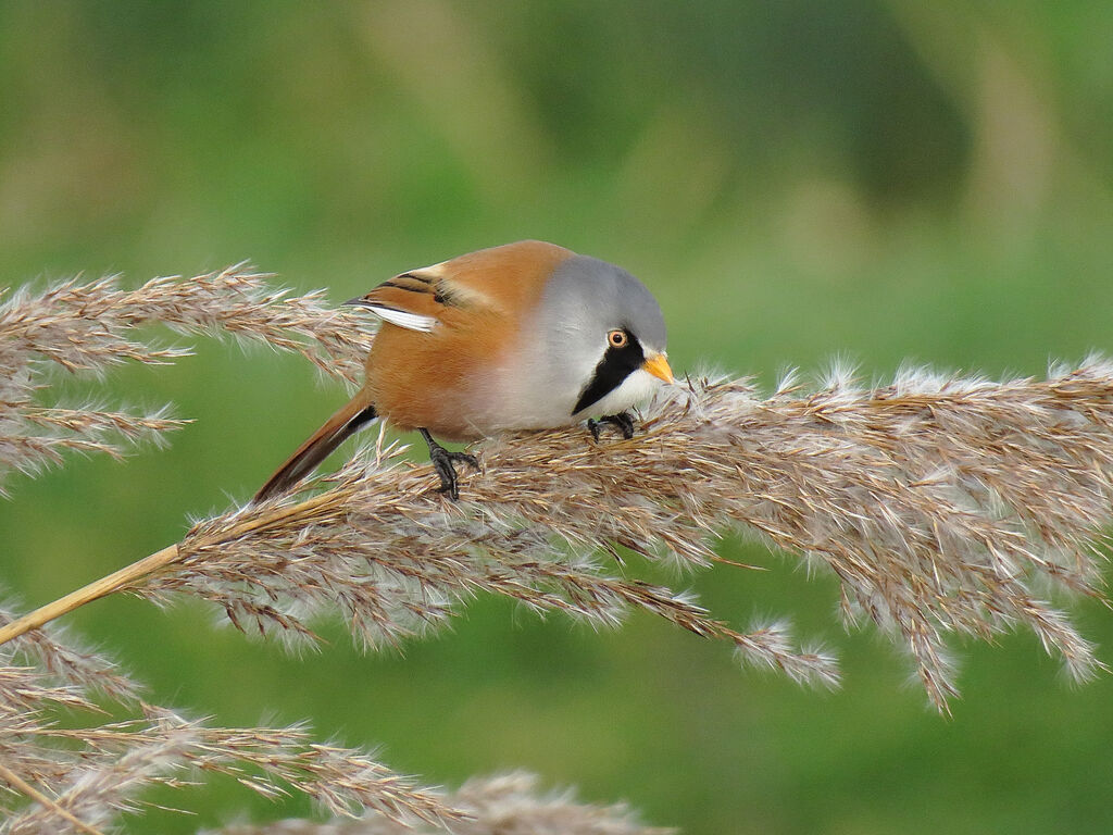 Bearded Reedling male