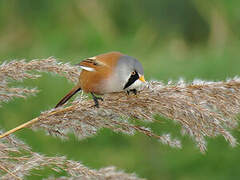 Bearded Reedling