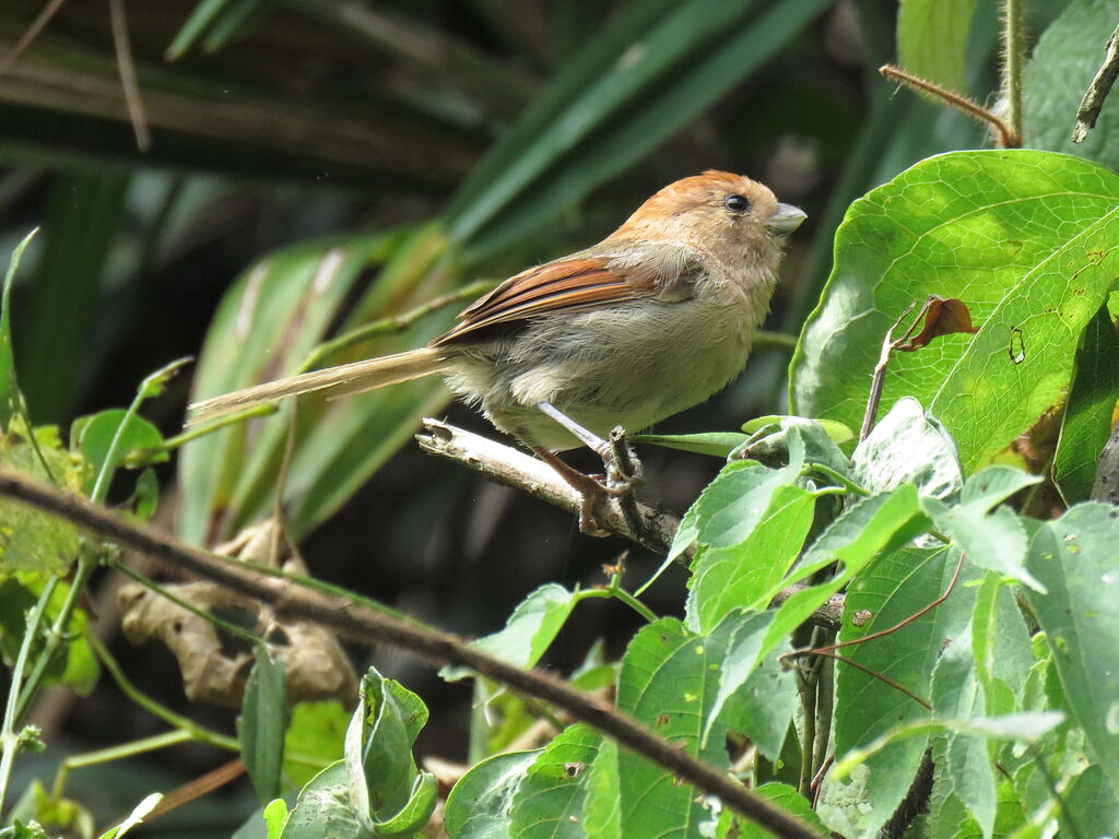 Vinous-throated Parrotbill