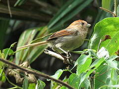 Vinous-throated Parrotbill