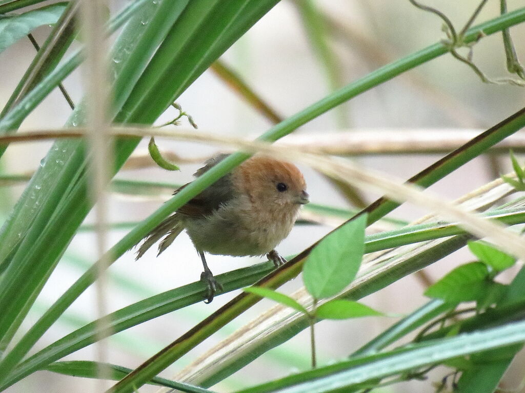 Vinous-throated Parrotbill