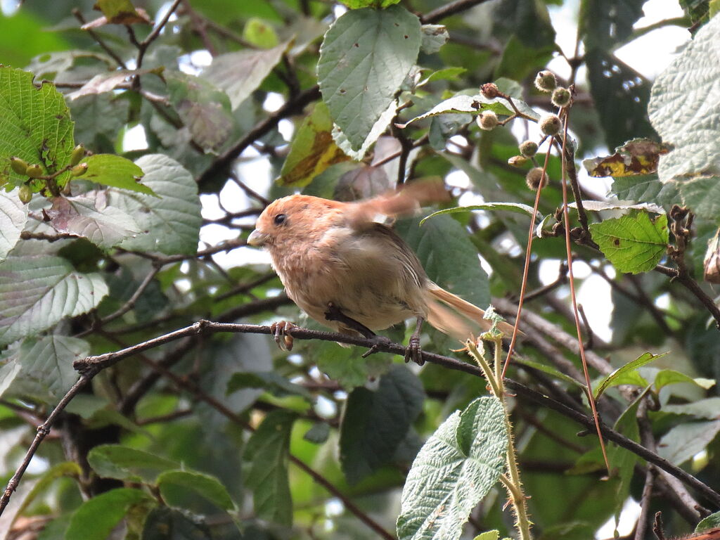 Vinous-throated Parrotbill