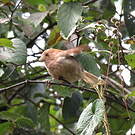Paradoxornis de Webb