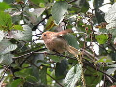 Paradoxornis de Webb