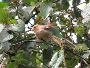 Paradoxornis de Webb