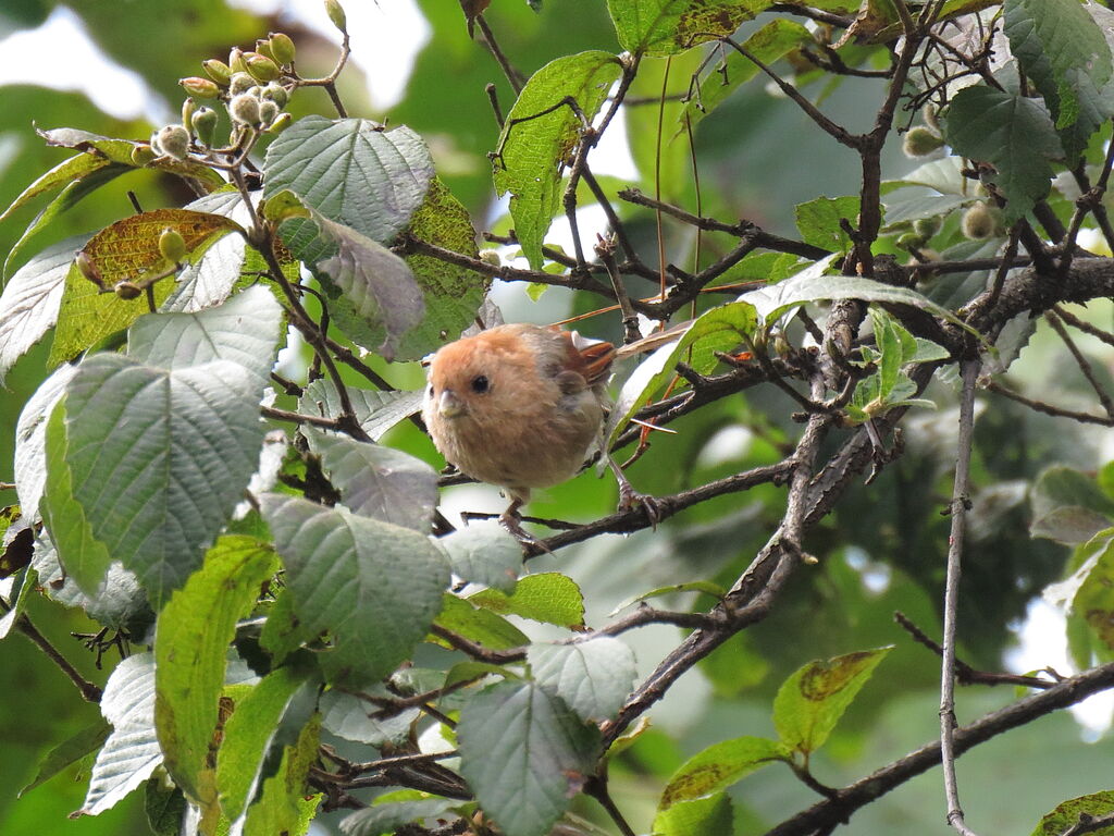 Vinous-throated Parrotbill