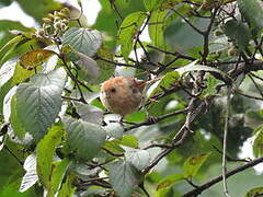 Vinous-throated Parrotbill