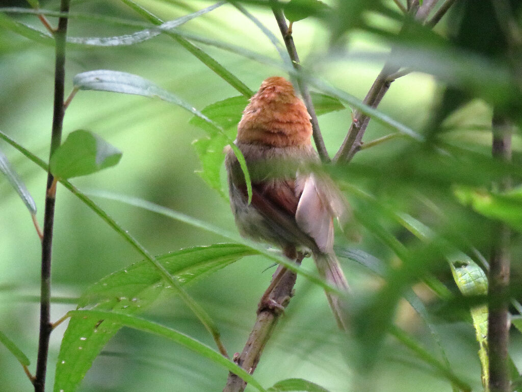 Paradoxornis de Webb