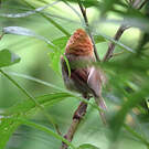 Paradoxornis de Webb