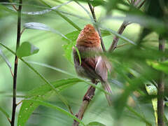 Vinous-throated Parrotbill