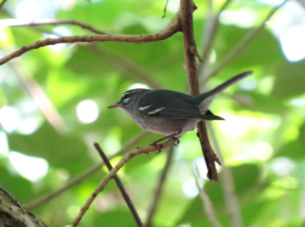 Plumbeous Warbler