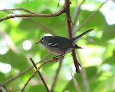 Plumbeous Warbler