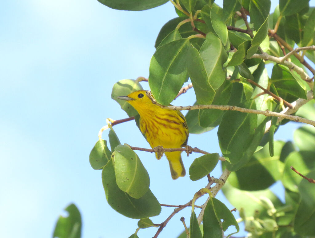 Mangrove Warbler