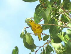 Paruline des mangroves