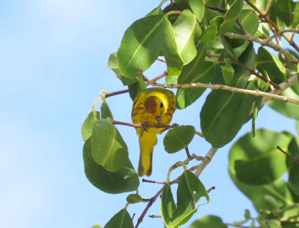 Mangrove Warbler