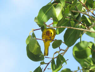 Paruline des mangroves