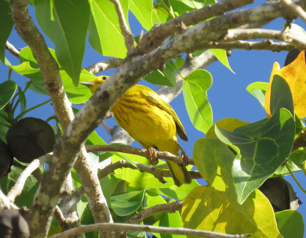 Paruline des mangroves