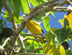 Paruline des mangroves