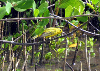 Paruline des mangroves