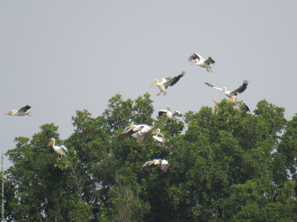 Great White Pelican