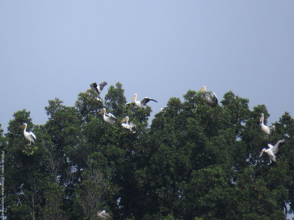 Great White Pelican