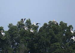 Great White Pelican