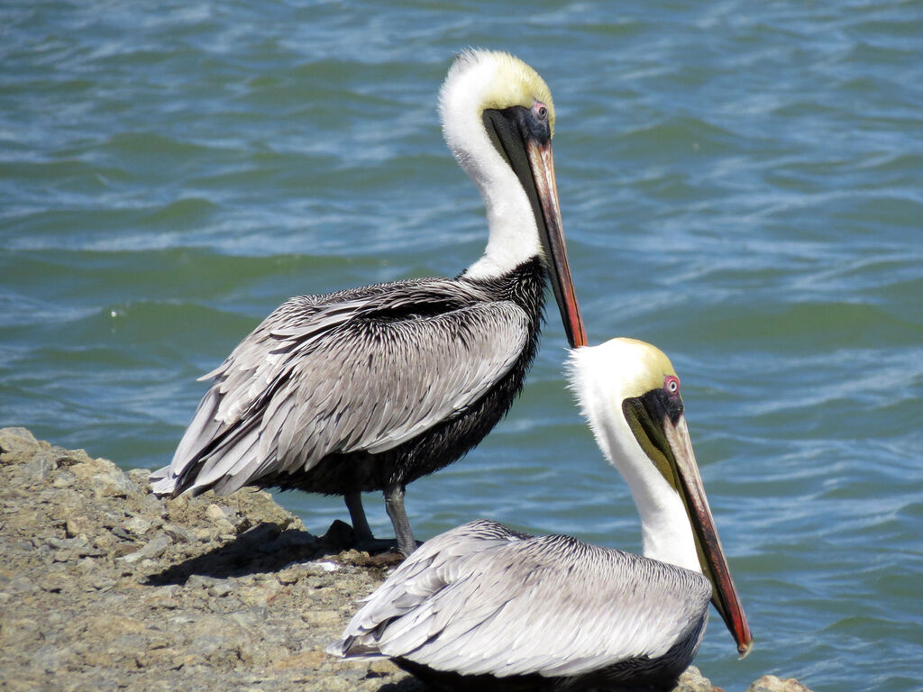 Brown Pelican