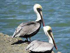 Brown Pelican