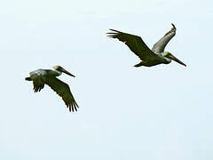 Brown Pelican