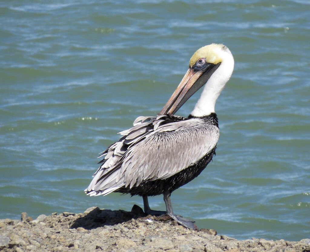 Brown Pelican