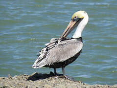 Brown Pelican