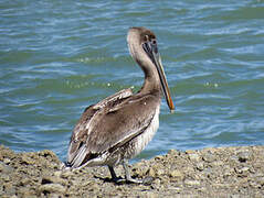 Brown Pelican