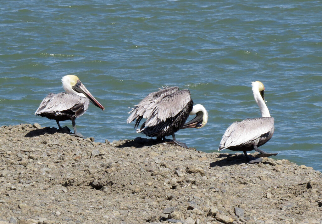 Brown Pelican