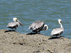 Brown Pelican