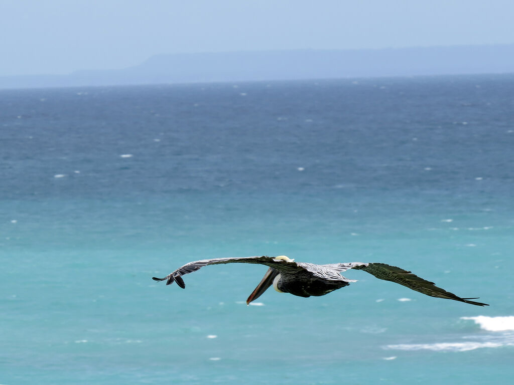 Brown Pelican