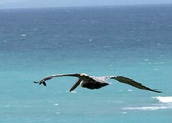 Brown Pelican